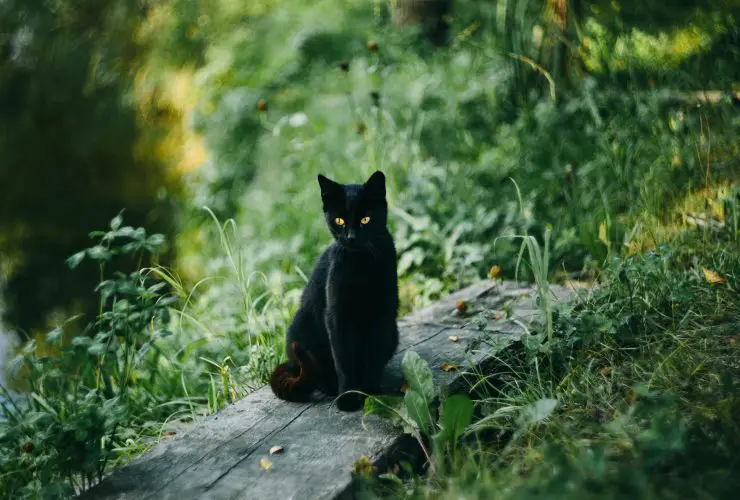 What to Do If A Black Cat Crosses Your Path
