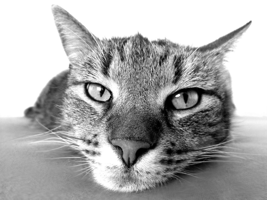 Male Tabby Cat Life Expectancy