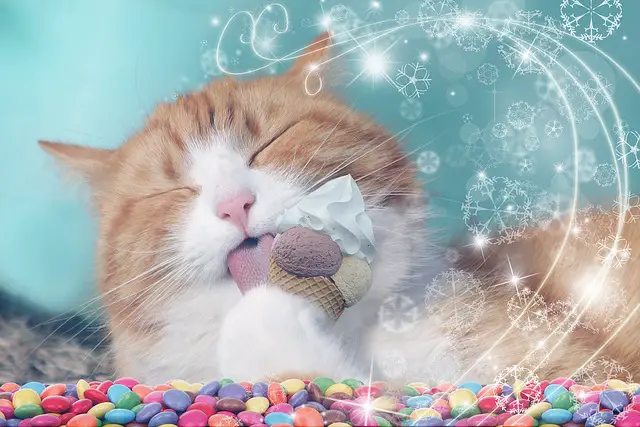 Can Cats Eat Ice Cream?