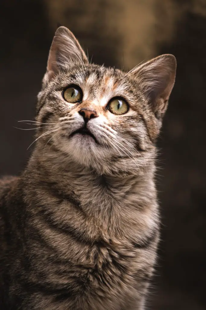 Male Tabby Cat Life Expectancy