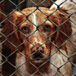 Animal Shelter Misconceptions