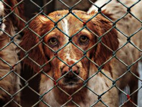 Animal Shelter Misconceptions