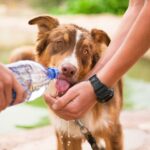 Natural Pet Health Remedies