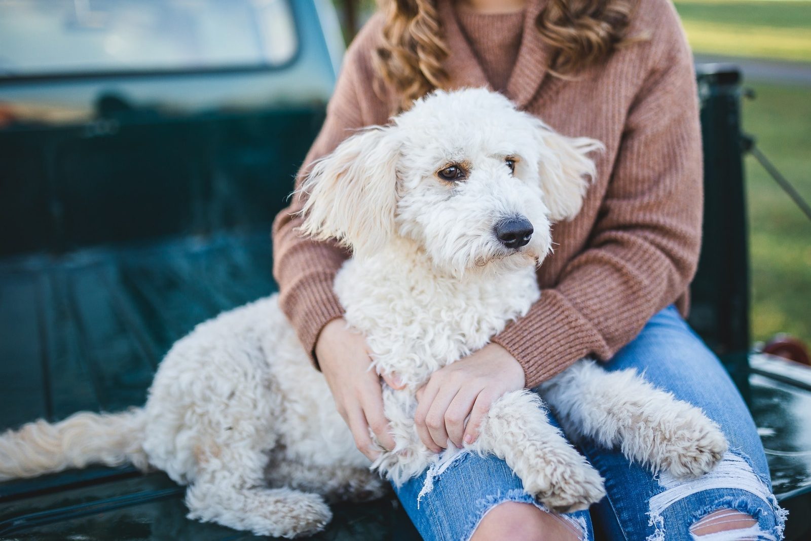 Essential Pet Care Tips for New Pet Owners