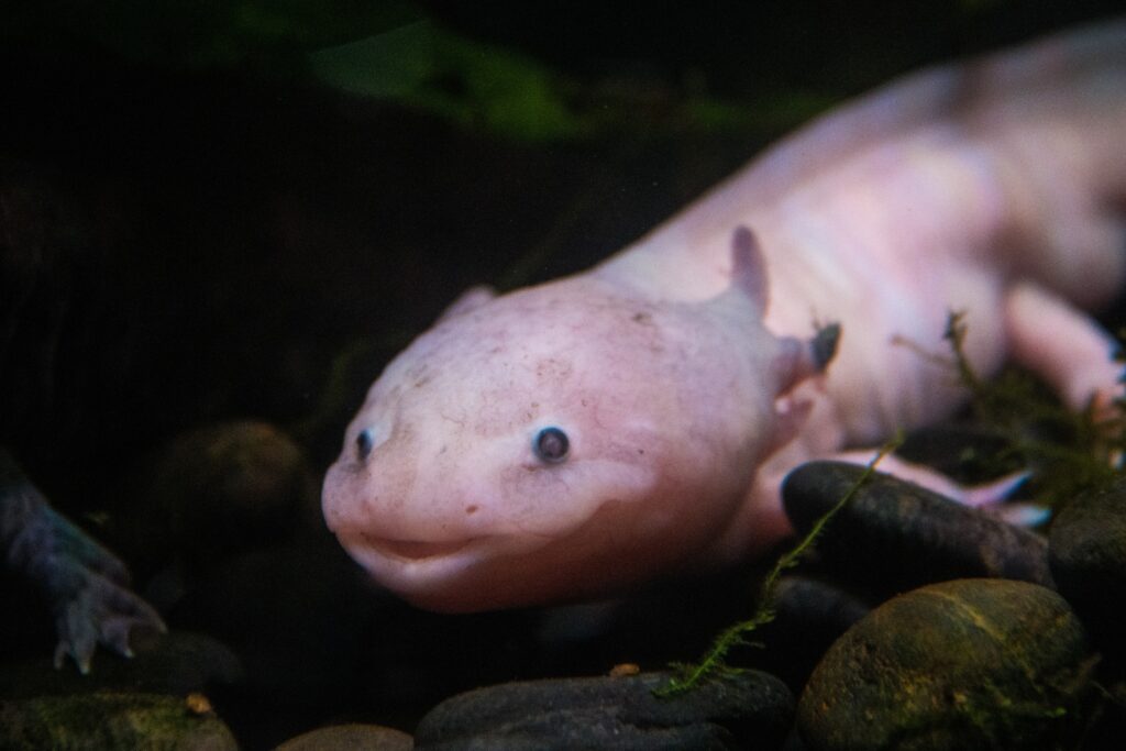 Can Axolotls Eat Mealworms?