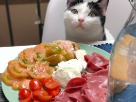Cats Can Have Little A Salami