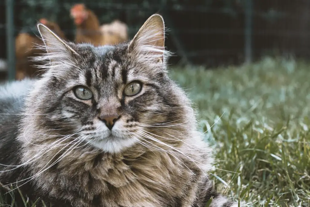Does Siberian Cat Shed - Adoptanim