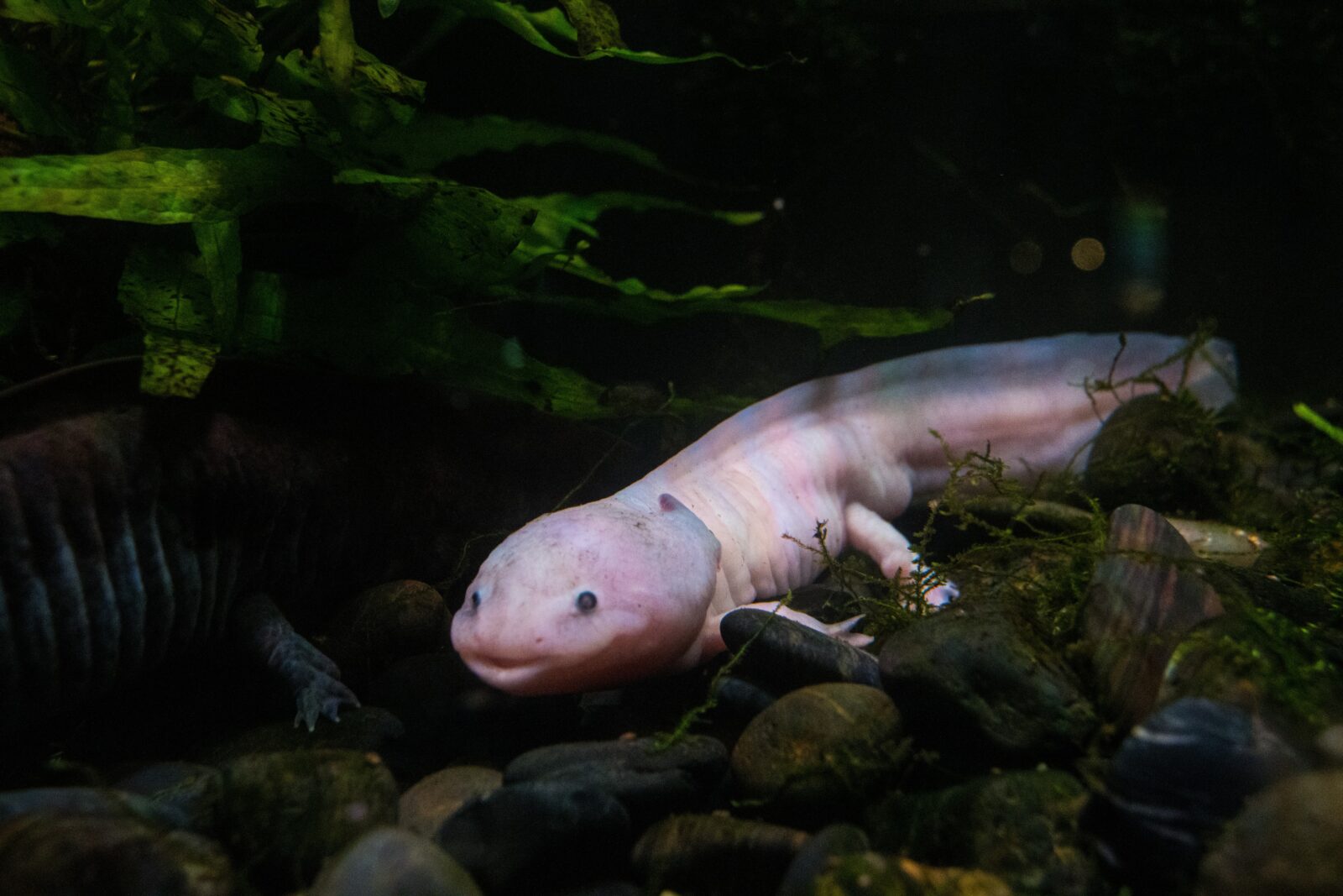 Juvenile Axolotl