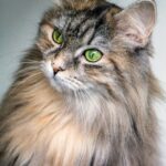 Does Siberian Cat Shed