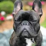 French Bulldog Ugly