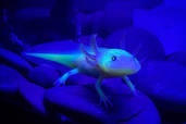 blue gfp axolotl