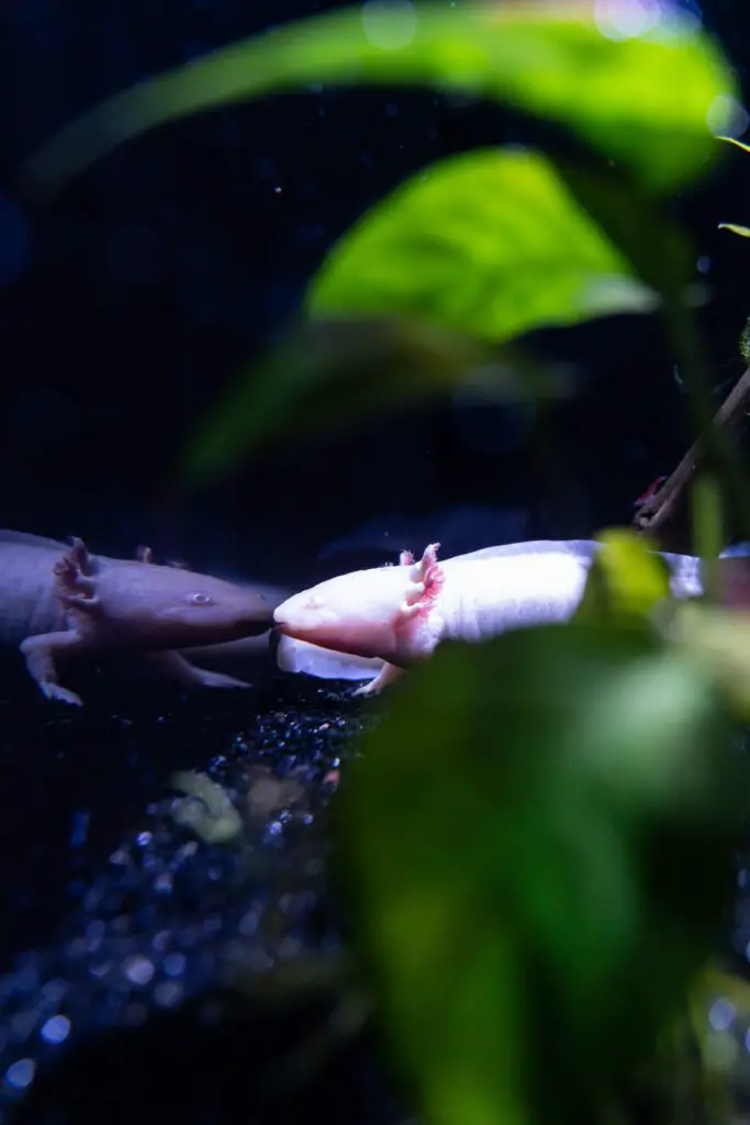 axolotl fortnite skin