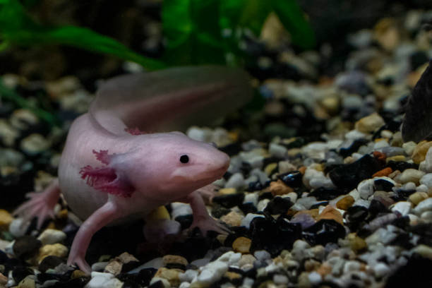 how to clean an axolotl tank