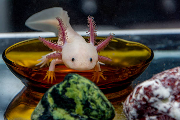 mosiac axolotl