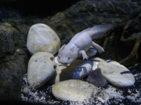 Axolotl Petsmart