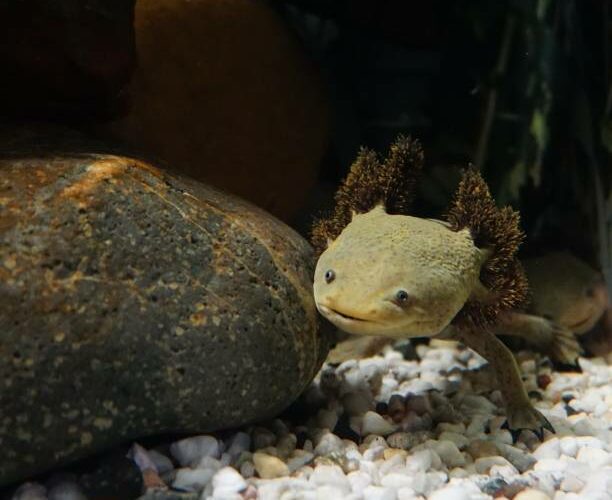 How to Keep Axolotl Tank Cool