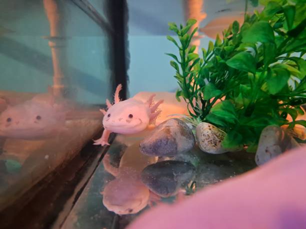 Can Axolotls Eat Mealworms