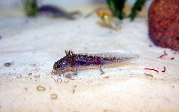 Axolotl Fortnite Skin