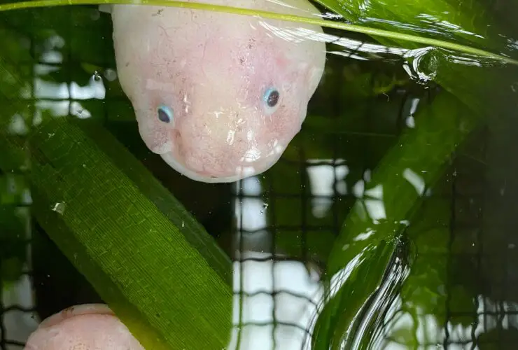 Axolotl oc