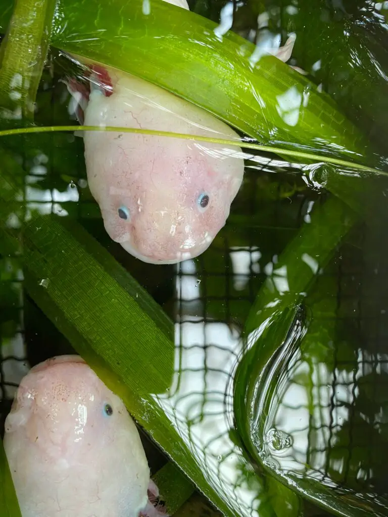 Axolotl oc